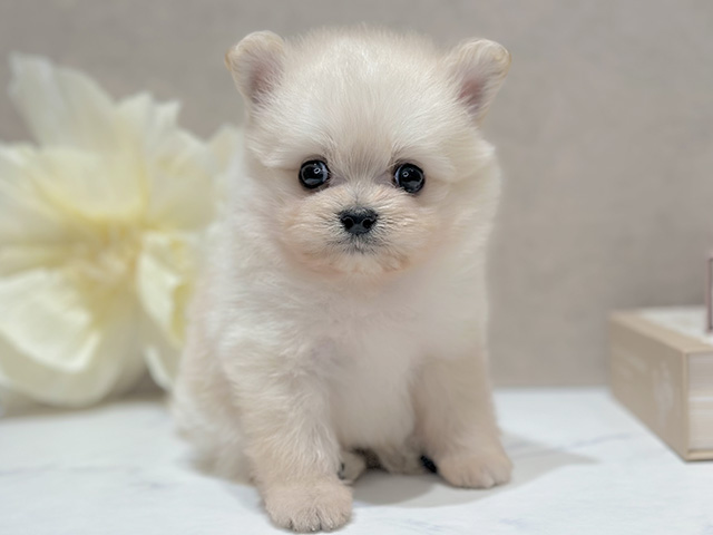 マルチーズミックス