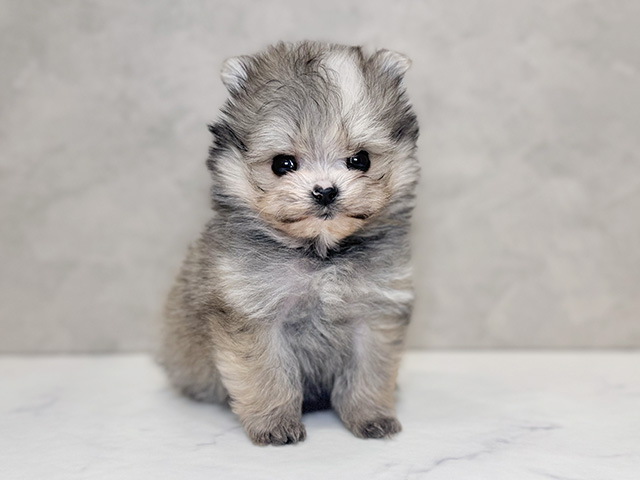 マルチーズミックス