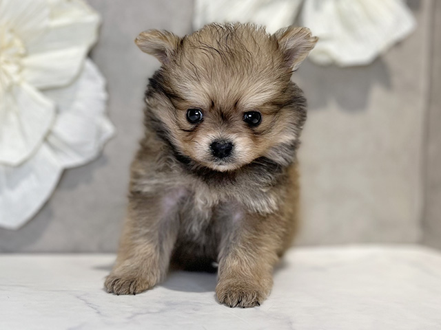 マルチーズミックス