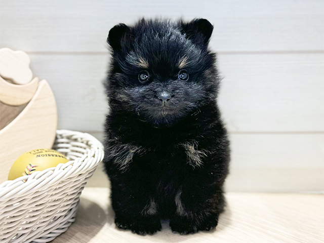 群馬県のポメラニアン (ペッツファースト高崎店/2025年10月10日生まれ/男の子/ブラックタン)の子犬