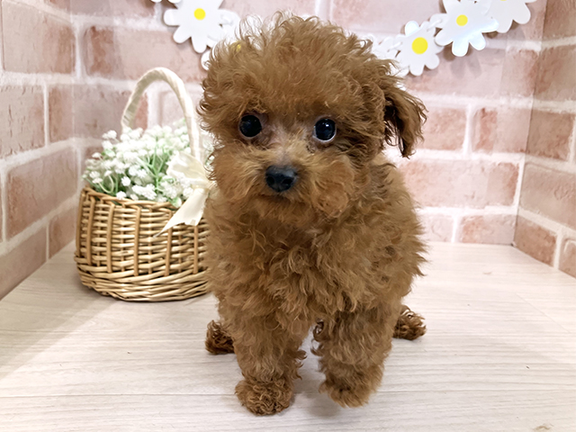 埼玉県のトイプードル(タイニー) (ペッツファースト入間店/2025年10月10日生まれ/男の子/レッド)の子犬の1枚目の画像