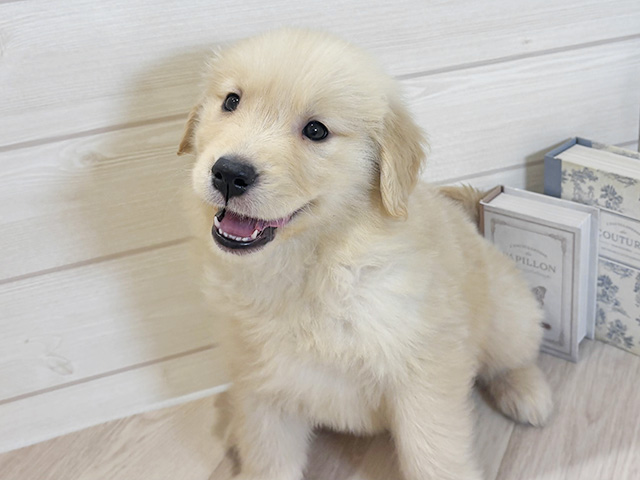 ゴールデンレトリーバー, 性別 女の子, 誕生日 2025/10/10, 毛色 ゴールデン, 出身 滋賀県, 店舗 岡崎店(愛知県), お問い合わせ番号 2553890