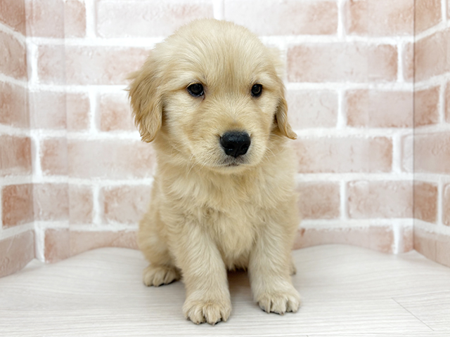 ゴールデンレトリーバー, 性別 男の子, 誕生日 2025/10/10, 毛色 ゴールデン, 出身 滋賀県, 店舗 さいたま新都心店(埼玉県), お問い合わせ番号 2553891