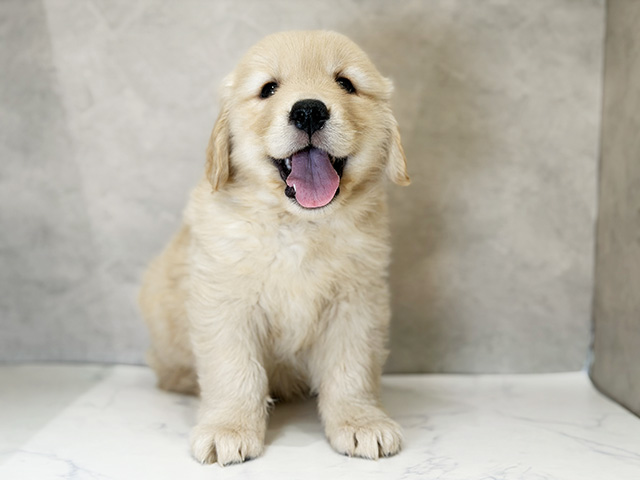 東京都のゴールデンレトリバー (ペッツファーストららぽーと立川立飛店/2025年10月10日生まれ/女の子/ゴールデン)の子犬の1枚目の画像