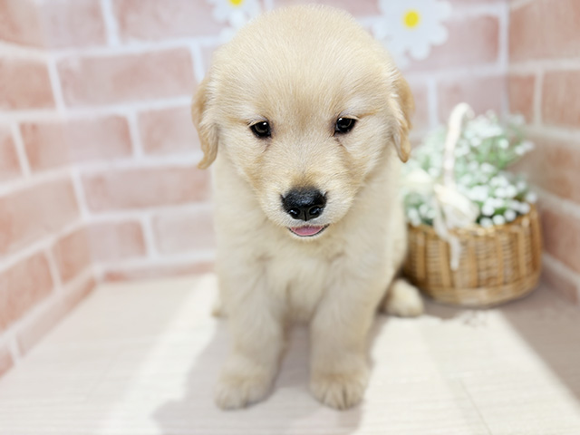 岡山県のゴールデンレトリバー (ペッツファースト倉敷店/2025年10月10日生まれ/女の子/ゴールデン)の子犬の1枚目の画像