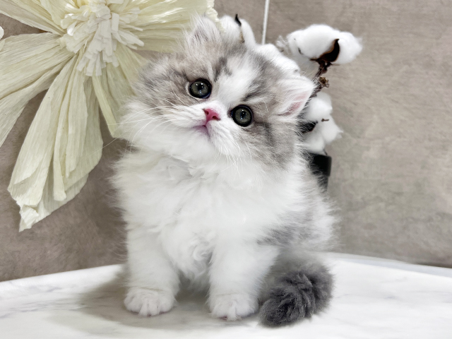 兵庫県のブリティッシュロングヘアー (ペッツファースト神戸三宮センター街店/2025年10月10日生まれ/女の子/ブルータビーホワイト)の子猫