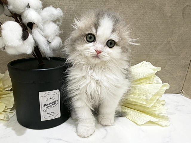 スコティッシュフォールド(折れ耳), 性別 女の子, 誕生日 2025/10/10, 毛色 ブルーホワイト, 出身 三重県, 店舗 難波店(大阪府), お問い合わせ番号 2553899