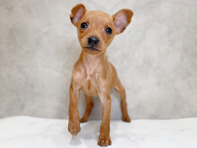 ミニチュアピンシャー