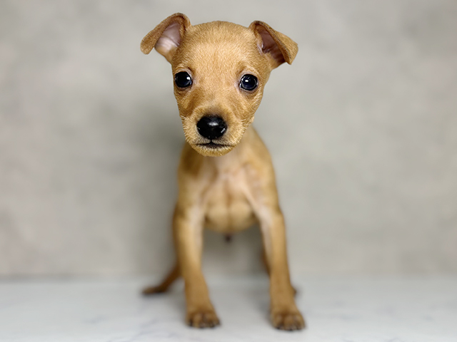 大阪府のミニチュアピンシャー (ペッツファースト東大阪店/2025年10月10日生まれ/男の子/レッド)の子犬の1枚目の画像