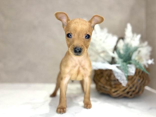 大阪府のミニチュアピンシャー (ペッツファースト茶屋町店/2025年10月10日生まれ/男の子/レッド)の子犬の1枚目の画像