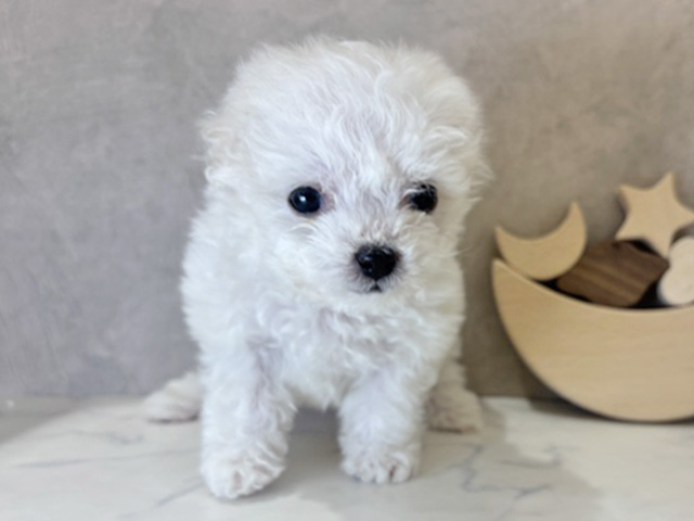 京都府のビションフリーゼ (ペッツファースト京都四条河原町店/2025年10月10日生まれ/男の子/ホワイト)の子犬の1枚目の画像