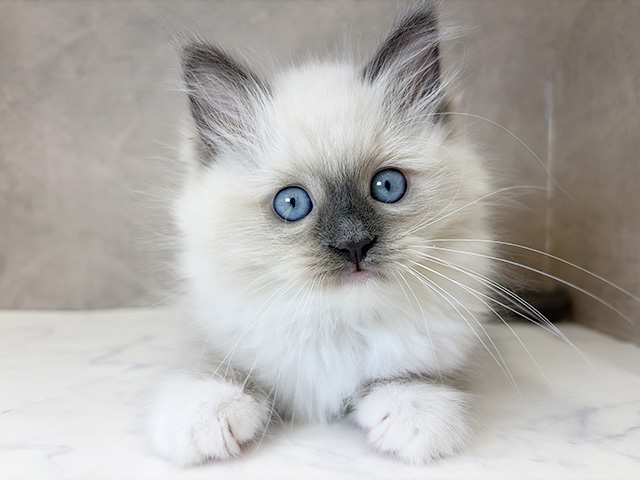 京都府のラグドール (ペッツファースト京都四条河原町店/2025年10月3日生まれ/女の子/ブルーポイントミテッド)の子猫
