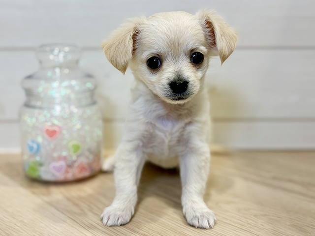 神奈川県のチワックス(チワワ×ダックス) (ペッツファースト川崎店/2025年10月10日生まれ/男の子/クリーム)の子犬