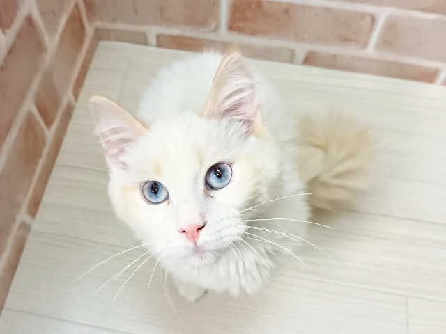 埼玉県のネヴァマスカレード (ペッツファースト春日部店/2025年7月3日生まれ/女の子/クリームポイント)の子猫の1枚目の画像