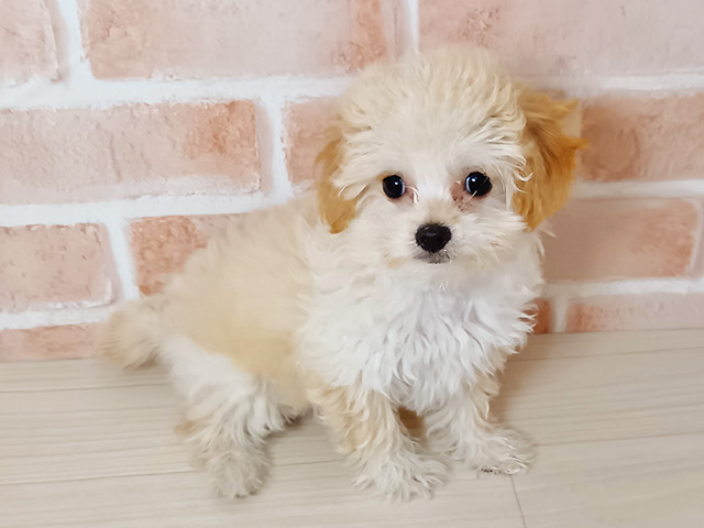 チワプー, 性別 女の子, 誕生日 2025/09/06, 毛色 アプリコット, 出身 徳島県, 店舗 春日部店(埼玉県), お問い合わせ番号 600749254