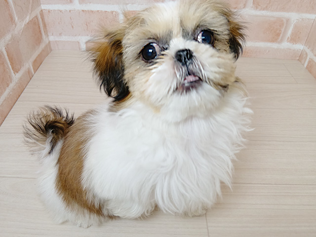 埼玉県のシーズー (ペッツファースト春日部店/2025年9月9日生まれ/女の子/ホワイトゴールド)の子犬の1枚目の画像