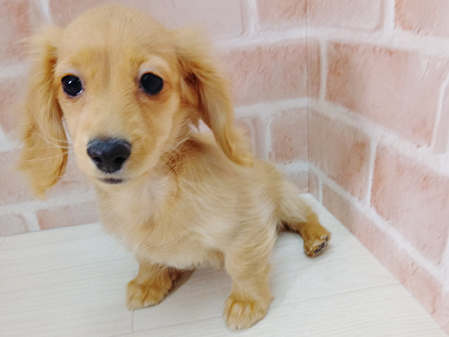 埼玉県のミニチュアダックスフンド(ロング) (ペッツファースト春日部店/2025年9月4日生まれ/女の子/ゴールド)の子犬の1枚目の画像