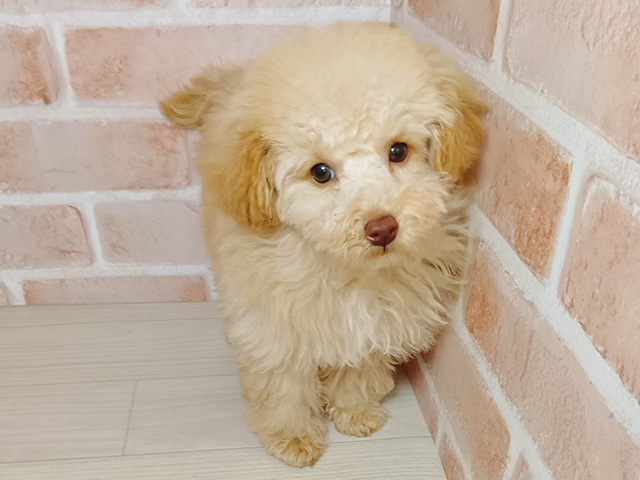 埼玉県のトイプードル(トイ) (ペッツファースト春日部店/2025年8月26日生まれ/女の子/カフェオレ)の子犬の1枚目の画像