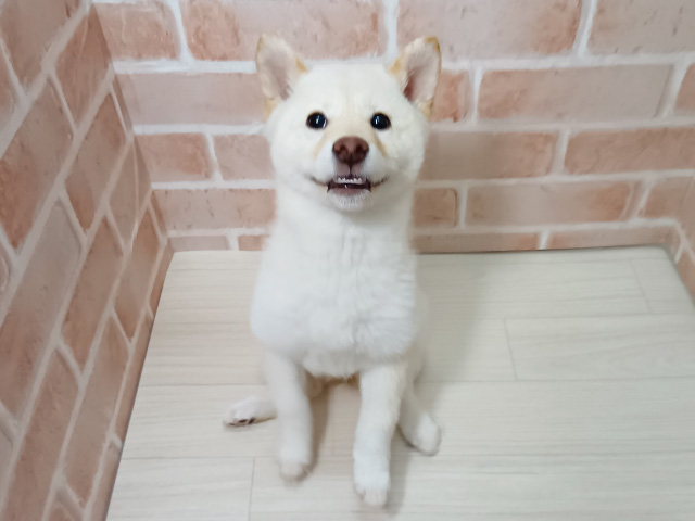埼玉県の柴犬(標準サイズ) (ペッツファースト春日部店/2025年9月8日生まれ/女の子/白)の子犬