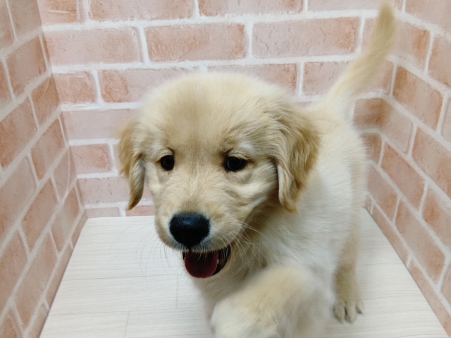 埼玉県のゴールデンレトリバー (ペッツファースト春日部店/2025年9月15日生まれ/女の子/ゴールデン)の子犬の1枚目の画像