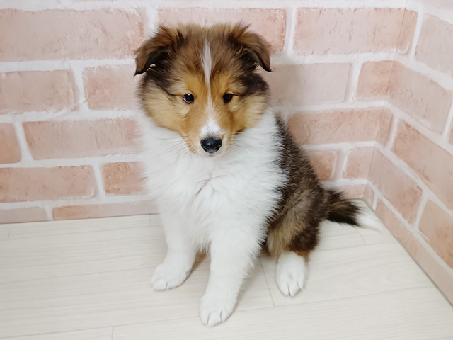 埼玉県のシェットランドシープドッグ (ペッツファースト春日部店/2025年10月6日生まれ/男の子/セーブルホワイト)の子犬の1枚目の画像