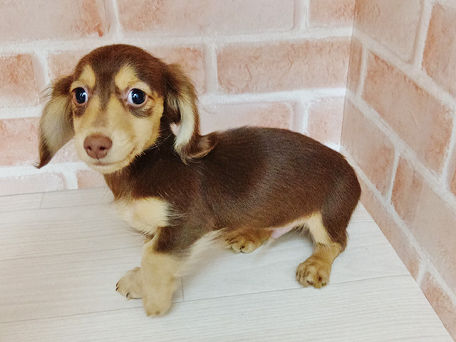 埼玉県のミニチュアダックスフンド(ロング) (ペッツファースト春日部店/2025年9月15日生まれ/男の子/チョコレートイエロー)の子犬の1枚目の画像