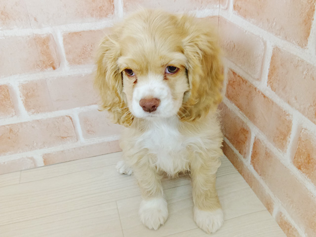 アメリカンコッカースパニエル, 性別 女の子, 誕生日 2025/09/13, 毛色 バフホワイト, 出身 埼玉県, 店舗 春日部店(埼玉県), お問い合わせ番号 600833104