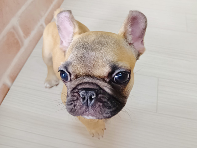 埼玉県のフレンチブルドッグ (ペッツファースト春日部店/2025年9月22日生まれ/女の子/フォーン)の子犬の1枚目の画像