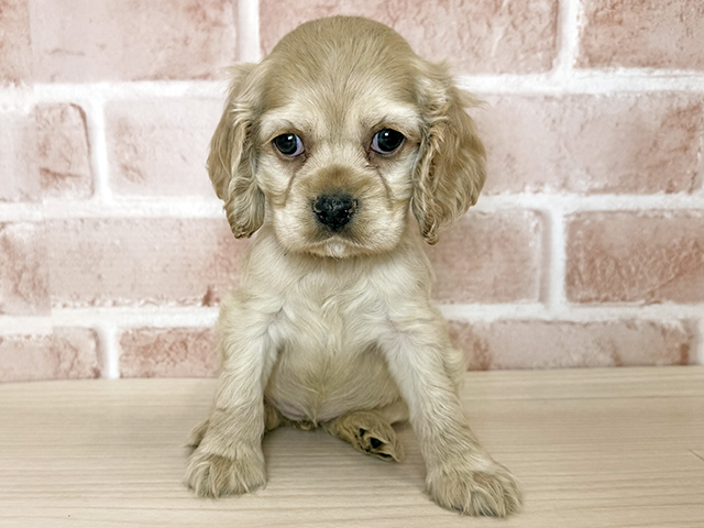 大阪府のアメリカンコッカースパニエル (ペッツファースト東大阪店/2025年10月11日生まれ/女の子/バフ)の子犬の1枚目の画像