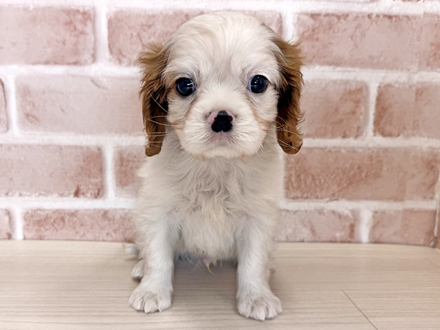 大阪府のキャバリアキングチャールズスパニエル (ペッツファースト東大阪店/2025年10月13日生まれ/男の子/ブレンハイム)の子犬の1枚目の画像