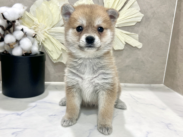 兵庫県のポメ柴/豆ポメ/ポメ豆柴(ポメラニアン×柴犬) (ペッツファースト神戸三宮センター街店/2025年10月10日生まれ/女の子/赤)の子犬の1枚目の画像