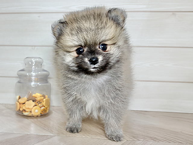 兵庫県のポメラニアン (ペッツファースト神戸元町店/2025年10月11日生まれ/男の子/ウルフセーブル)の子犬の1枚目の画像