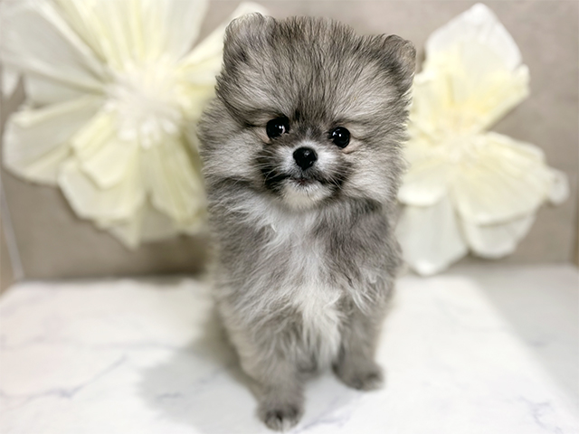 東京都のポメラニアン (ペッツファースト原宿店/2025年10月11日生まれ/女の子/パーティーカラー)の子犬