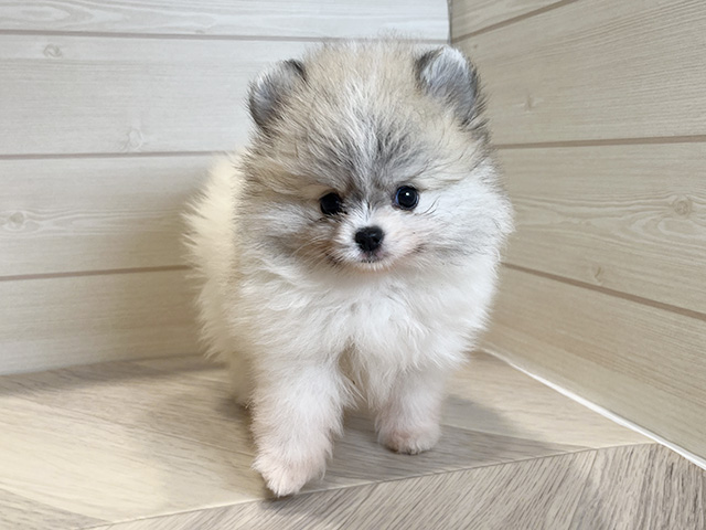 東京都のポメラニアン (ペッツファースト豊洲店/2025年10月11日生まれ/女の子/パーティーカラー)の子犬の1枚目の画像