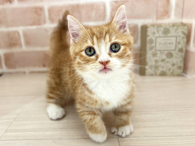 埼玉県のマンチカン (ペッツファーストさいたま新都心店/2025年10月10日生まれ/男の子/レッドタビーホワイト)の子猫の1枚目の画像