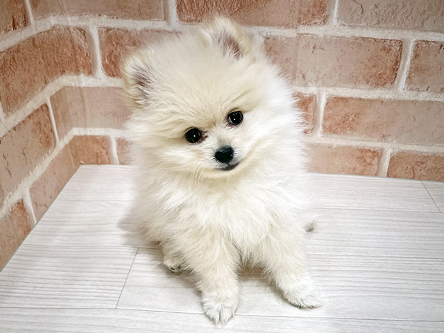 東京都のポメラニアン (ペッツファースト荻窪店/2025年10月11日生まれ/男の子/クリーム)の子犬