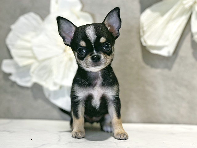 東京都のチワワ(スムース) (ペッツファースト下北沢店/2025年10月13日生まれ/女の子/ブラックタンホワイト)の子犬の1枚目の画像