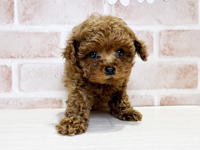 岡山県のトイプードル(タイニー) (ペッツファースト倉敷店/2025年10月12日生まれ/男の子/レッド)の子犬の1枚目の画像