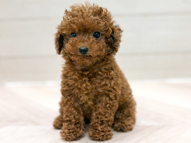 トイプードル