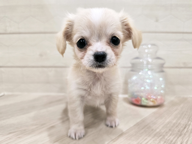 東京都のチワックス(チワワ×ダックス) (ペッツファースト吉祥寺サンロード店/2025年10月13日生まれ/女の子/クリームホワイト)の子犬の1枚目の画像