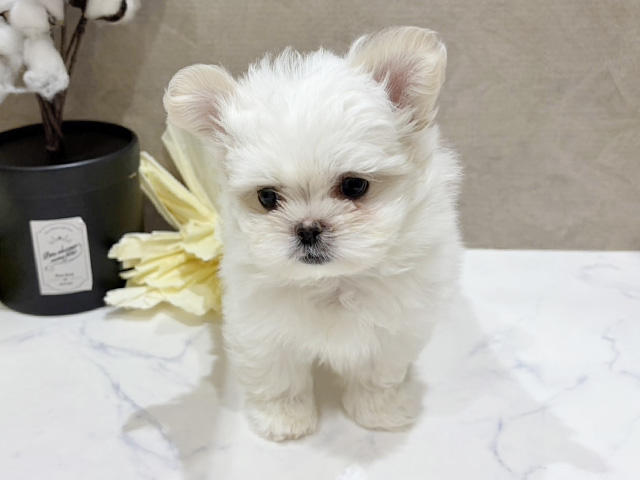 大阪府のペキマル/マルペキ(ペキニーズ×マルチーズ) (ペッツファースト難波店/2025年10月13日生まれ/女の子/ホワイトクリーム)の子犬の1枚目の画像