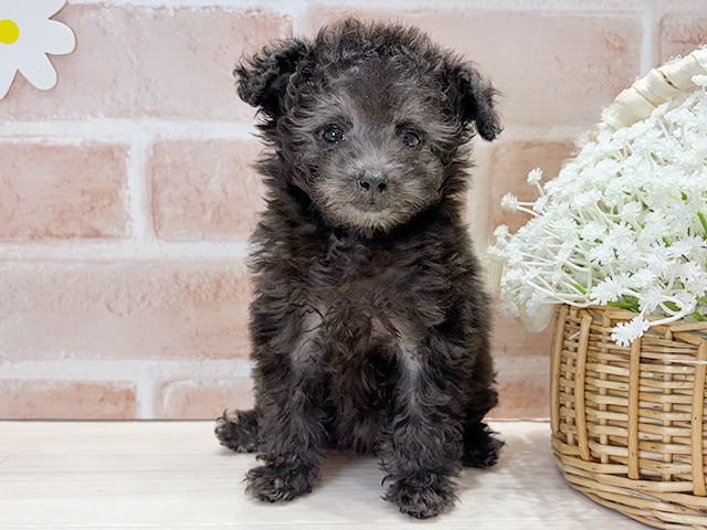 福岡県のトイプードル(タイニー) (ペッツファースト筑紫野店/2025年10月11日生まれ/女の子/シルバー)の子犬の1枚目の画像