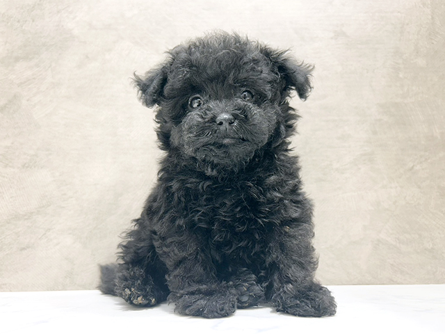 京都府のトイプードル(タイニー) (ペッツファースト京都四条河原町店/2025年10月11日生まれ/男の子/ブラック)の子犬