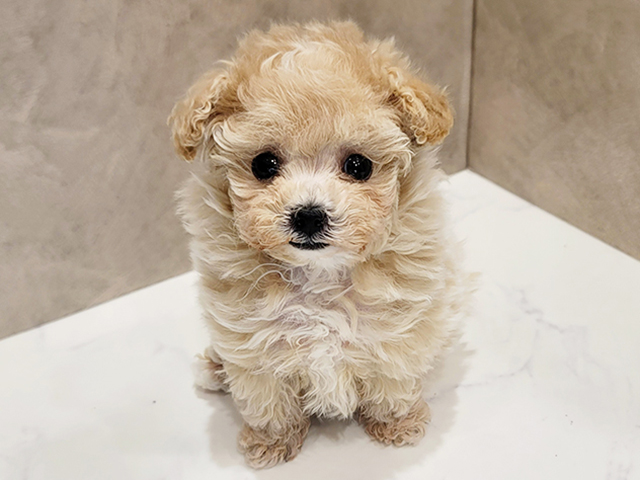 東京都のポメプー(ポメラニアン×プードル) (ペッツファースト新宿店/2025年10月13日生まれ/女の子/アプリコットホワイト)の子犬の1枚目の画像