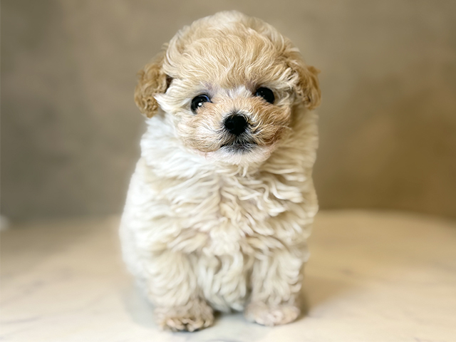 東京都のポメプー(ポメラニアン×プードル) (ペッツファーストららぽーと立川立飛店/2025年10月13日生まれ/男の子/アプリコットホワイト)の子犬の1枚目の画像