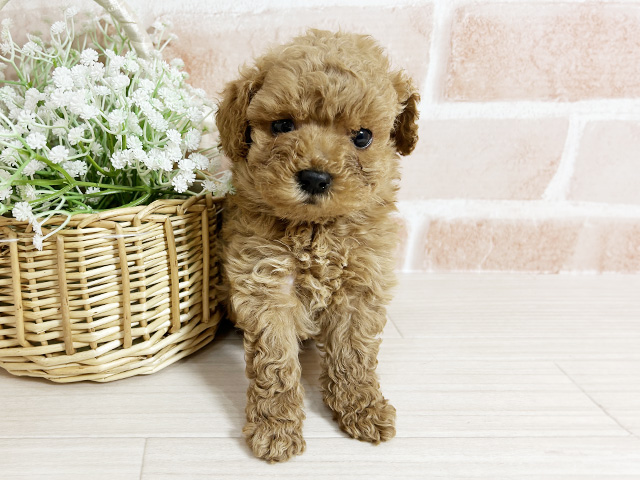 広島県のトイプードル(タイニー) (ペッツファースト広島本通店/2025年10月11日生まれ/男の子/アプリコット)の子犬の1枚目の画像