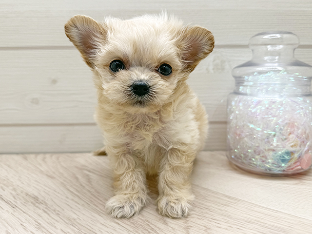 東京都のチワプー/プーチー(チワワ×プードル) (ペッツファースト渋谷店/2025年10月13日生まれ/男の子/アプリコットホワイト)の子犬の1枚目の画像