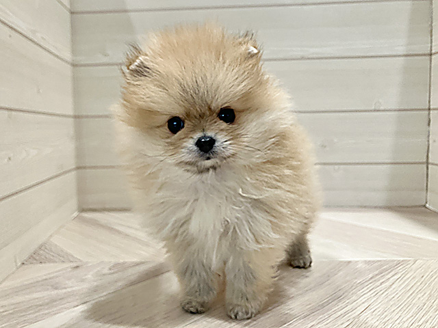 東京都のポメラニアン (ペッツファースト豊洲店/2025年10月13日生まれ/男の子/オレンジ)の子犬の1枚目の画像