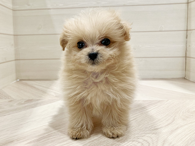 東京都のポメプー(ポメラニアン×プードル) (ペッツファースト豊洲店/2025年10月12日生まれ/女の子/アプリコット)の子犬
