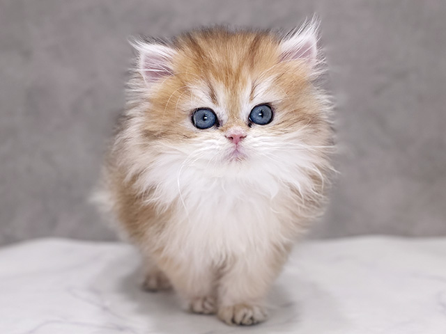 ブリティッシュ(ロングヘア), 性別 女の子, 誕生日 2025/10/13, 毛色 ブラックゴールデンシェーデット, 出身 埼玉県, 店舗 ららぽーとTOKYO-BAY店(千葉県), お問い合わせ番号 2508119